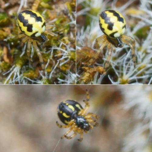 Réf. 228 923 : Neoscona sp.